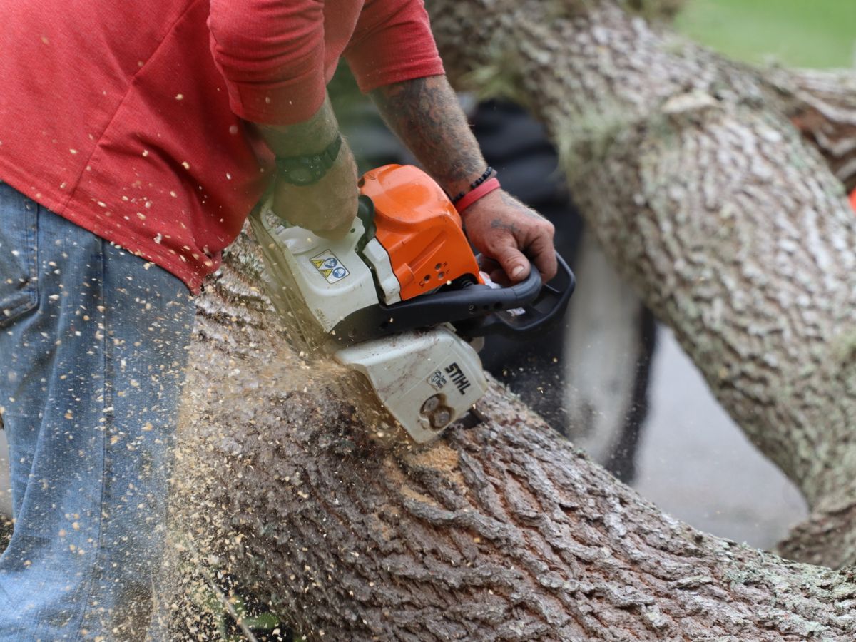 Arborist cutting a large tree trunk with a chainsaw